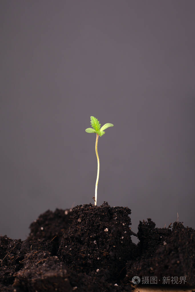 年轻的在地上一棵灰色的植物背景绿色芽