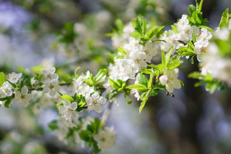场景 天空 樱花 春天 盛开 四月 自然 植物区系 植物学
