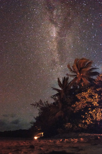 旅行 星云 美丽的 棕榈树 安的列斯群岛 星星 星座 望远镜
