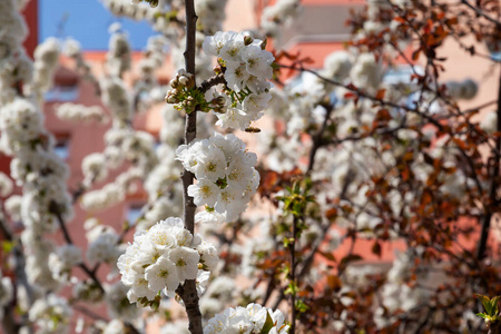 阳光 自然 花瓣 园艺 夏天 天空 植物区系 盛开 美丽的