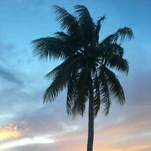 塞班岛 天空 棕榈