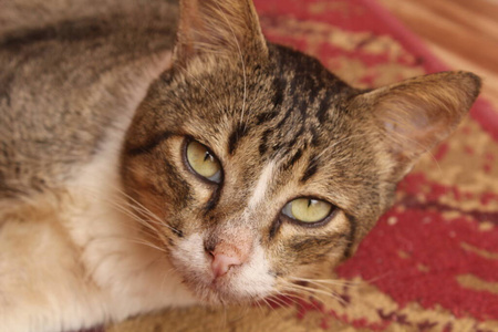 猫科动物 宠物 小猫 眼睛 基蒂 肖像 面对 斑猫 可爱的