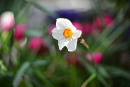 草地 季节 水仙 复活节 春天 园艺 花的 植物区系 水仙花