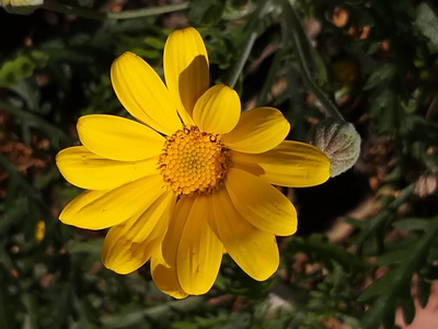 美丽的 草本植物 花园 黛西 植物学 花束 花瓣 草地 颜色