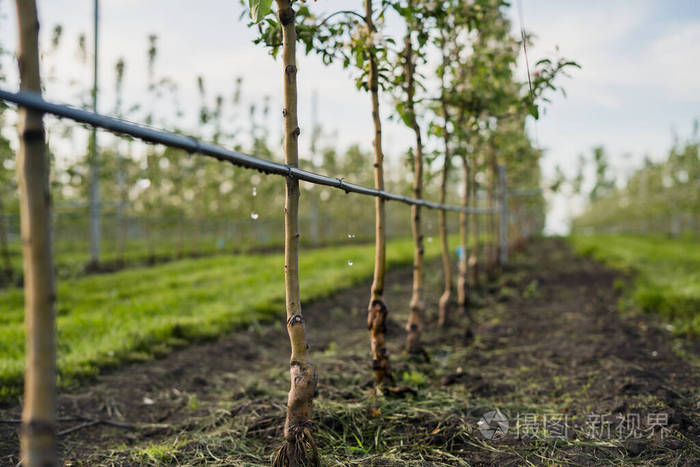 小苹果园滴灌技术研究