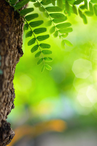 花的 水果 夏天 环境 生长 特写镜头 植物 变模糊 颜色