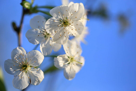 美丽的 季节 盛开 自然 春天 花园 植物区系 樱桃 植物
