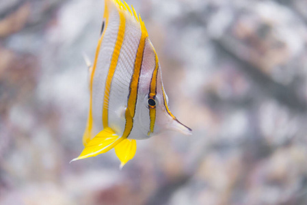 美女 热带 泰国 海洋 蝴蝶鱼 珊瑚 水族馆 海的 水肺