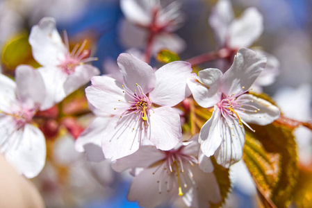 春天樱花盛开，粉红色的花朵。樱花树蓝天，春天的背景。粉红色的樱花，蓝天，