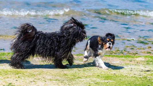 繁殖 海滩 猎犬 肖像 可爱的 骑士 毛皮 眼睛 纯种 夏天