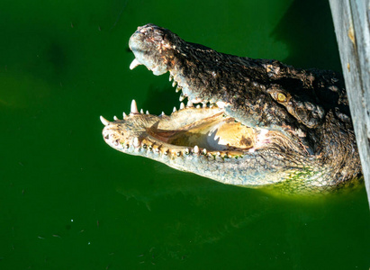 动物 眼睛 危险的 捕食者 短吻鳄 野生动物 危险 特写镜头