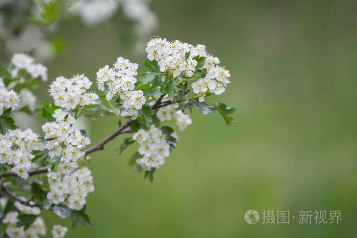 美女 树叶 放松 芳香 自然 精彩的 分支 花瓣 美丽的