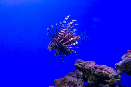 水族馆 海底 潜水 水下 狮子鱼 珊瑚 深的 斑马 蝎子