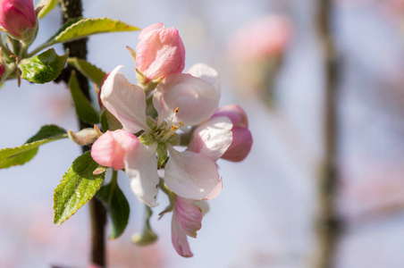 季节 植物学 细枝 粉红色 特写镜头 春天 美丽的 盛开