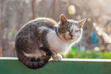 毛茸茸的 花园 春天 自然 阳光 美丽的 夏天 栅栏 斑猫