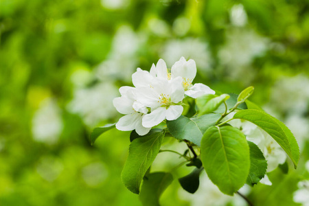 花的 颜色 粉红色 阳光 夏天 花园 花瓣 园艺 樱桃 植物