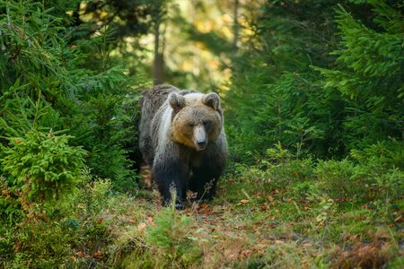 森林 毛皮 捕食者 荒野 灰熊 食肉动物 动物 可爱的 肖像