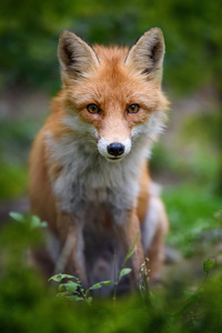 特写镜头 狐狸 肖像 犬科动物 春天 动物 捕食者 野生动物