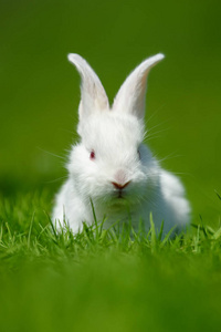 哺乳动物 啮齿动物 有趣的 可爱的 宠物 可爱极了 野兔