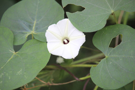 开花 春天 美丽的 花园 花的 季节 特写镜头 纹理 植物