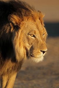 狮子 生态学 游猎 肖像 猫科动物 狮子座 沙漠 猎人 野兽