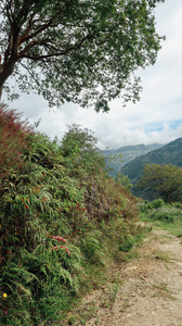 自然 乡村 小山 旅行 公园 哥伦比亚人 旅游业 假期 追踪