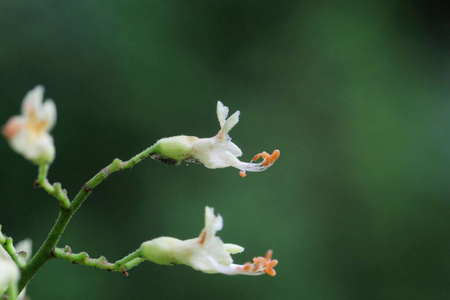 木材 春天 自然 植物 七叶树 植物区系 公园 美女 板栗