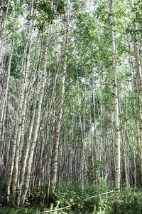 美丽的 树干 郁郁葱葱 分支 环境 荒野 国家 季节 薄雾