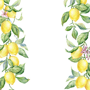 白底柠檬水彩画植物插图。