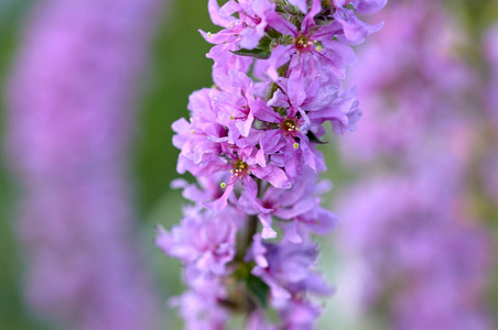 美丽的 季节 植物学 特写镜头 春天 花瓣 颜色 自然 夏天