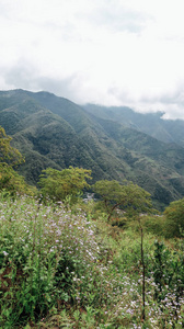 夏天 森林 天空 风景 乡村 假期 山谷 追踪 公园 旅游业