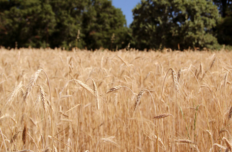 种子 特写镜头 植物 夏天 小麦 大麦 生长 作物 乡村