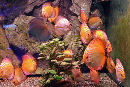 暗礁 珊瑚 动物 水肺 水族馆 自然 海洋 水下 海的 生活