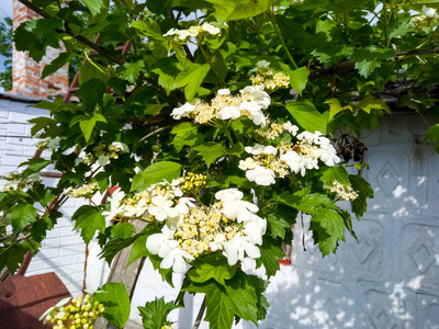 自然 苹果 花瓣 植物 分支 盛开 花的 季节 夏天 春天