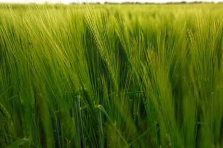 天空 栽培 场景 小麦 种植园 季节 太阳 草地 农场 作物