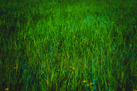 特写镜头 草坪 花园 夏天 生态学 自然 春天 草地 生长