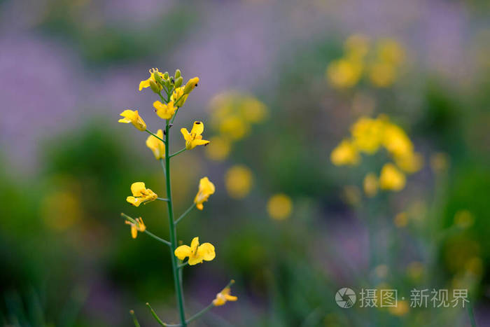 闪耀 雄蕊 植物学 植物区系 美丽的 杂色 生产 行业 油菜