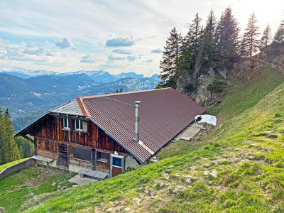 春天 草地 夏天 瑞士 奶牛 旅游业 开花 全景图 阿尔卑斯山