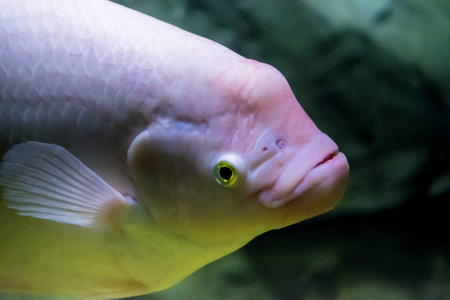 狩猎 游泳 钓鱼 颜色 捕食者 海洋 环境 水下 水肺 水族馆