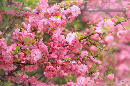 花瓣 花园 自然 植物区系 开花 春天 植物 特写镜头 玫瑰