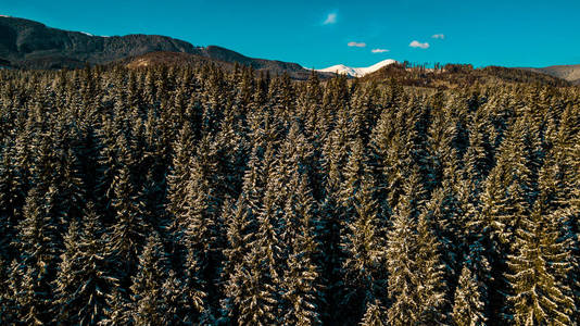 降雪 颜色 场景 白霜 拉普兰 仙境 风景 云杉 季节 童话