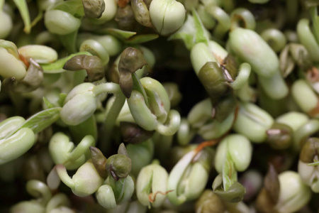 西兰花 微绿 营养物 草本植物 花园 素食主义者 健康 生物学