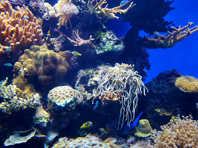摄影 野生动物 水肺 旅行 颜色 风景 浮潜 海底 深的