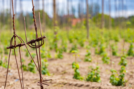 蓝天 波希米亚 行业 植被 农学 共和国 生长 领域 植物区系