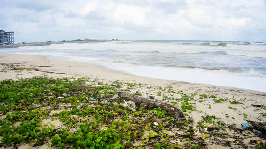 污水 动物 环境 垃圾 不负责任 自然 海岸线 树叶 风景