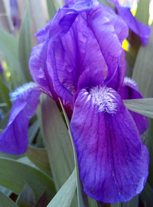 虹膜 开花 特写镜头 春天 花的 花瓣 植物学 自然 植物
