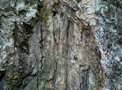 古老的 材料 木材 树皮 纹理 树干 森林 植物 特写镜头