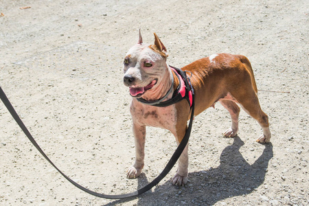 好奇地看着可爱的阿姆斯塔夫小狗宠物锈红色动物家园美国斯塔福德