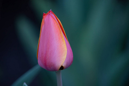 花的 浪漫的 植物 礼物 郁金香 粉红色 颜色 自然 植物区系
