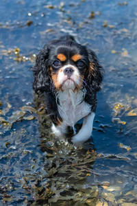 犬科动物 哺乳动物 肖像 乐趣 海滩 国王 繁殖 小狗 猎犬